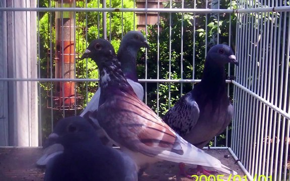 RACING PIGEONS USA Red Bull Lofts