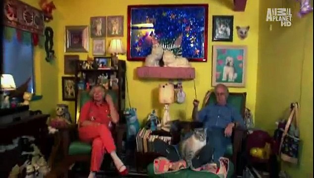 Американская короткошерстная кошка