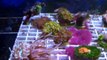 Live Rock AquaScaped 55 Gallon Saltwater Tank