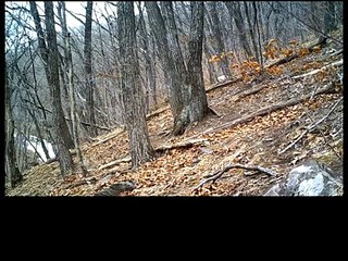 Spotted family 2. It's time to say goodbye