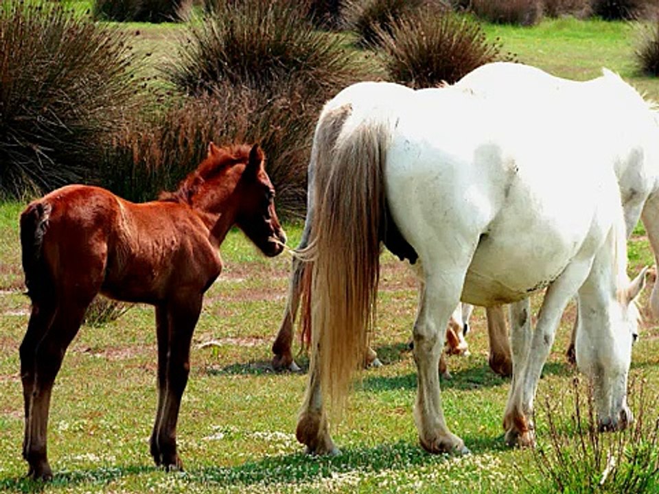 Camargue