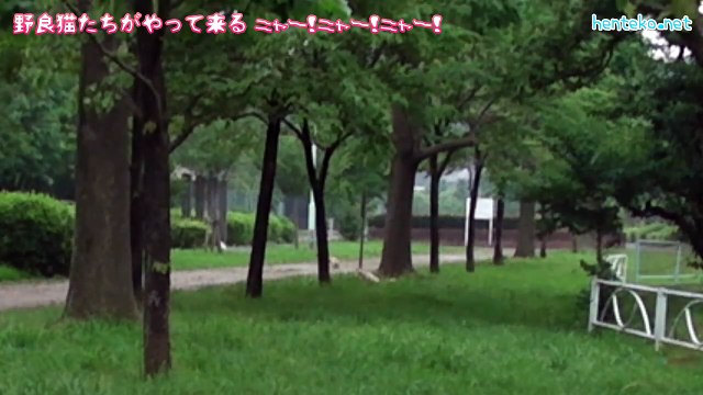 野良猫たちがやって来る ニャー！ニャー！ニャー！ CREEPING NINJA CATS