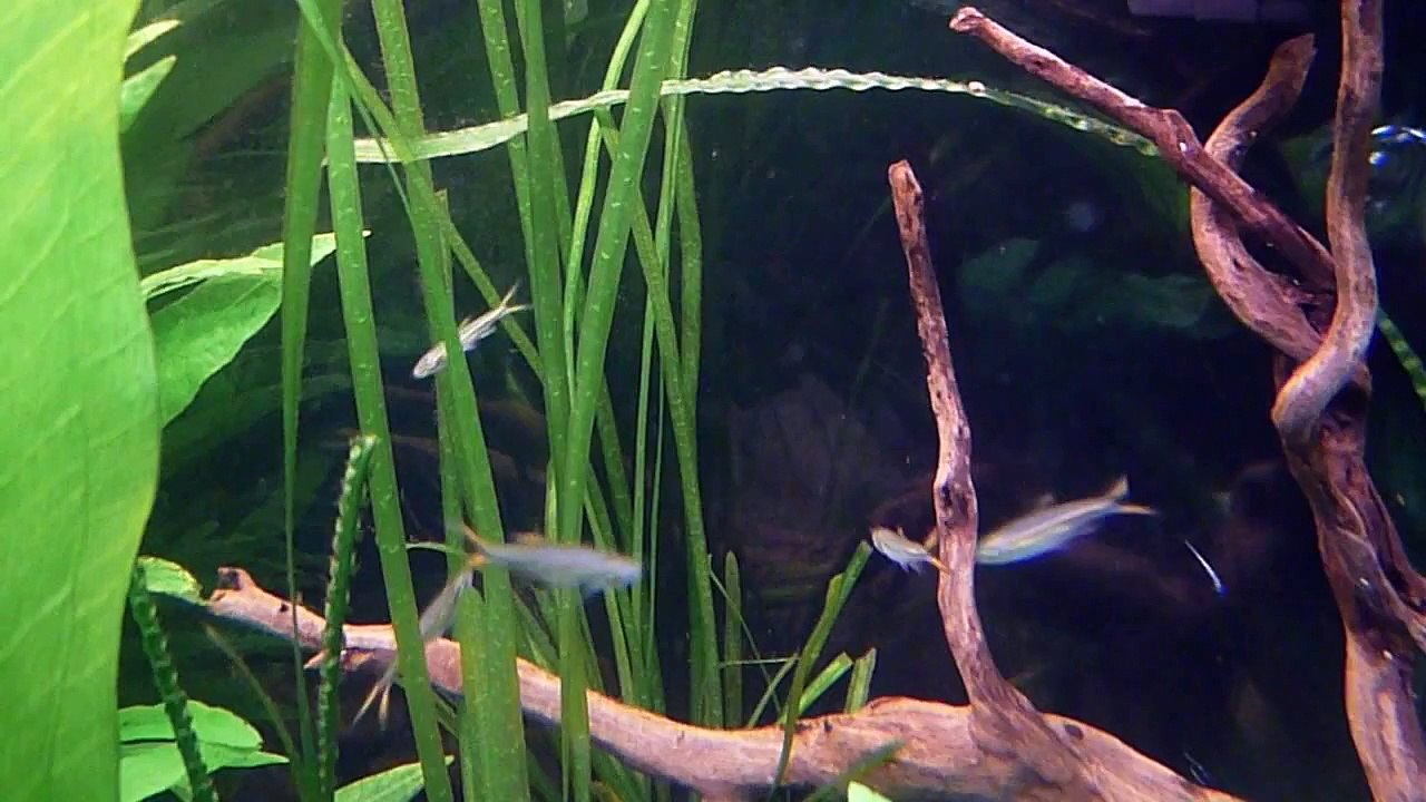 High tech / Dirt tank Update (2 months on)