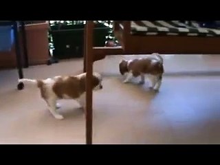 I cuccioli di Sade a 50 giorni