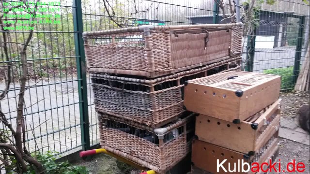 W KAŻDYM GOŁĘBNIKU JEDNA PARKA RASY KULBACKI tel. 0049 1511 290 1511