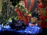 SHARK FIGHT - RAINBOW SHARK VS. ALBINO RAINBOW SHARK - EDITED