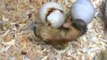 Duckling Helps His Brother Hatch