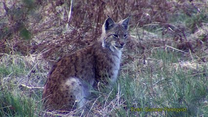 LODJUR  Lynx Lynx  (Eurasian lynx)  Klipp - 344  (Lång Version.)