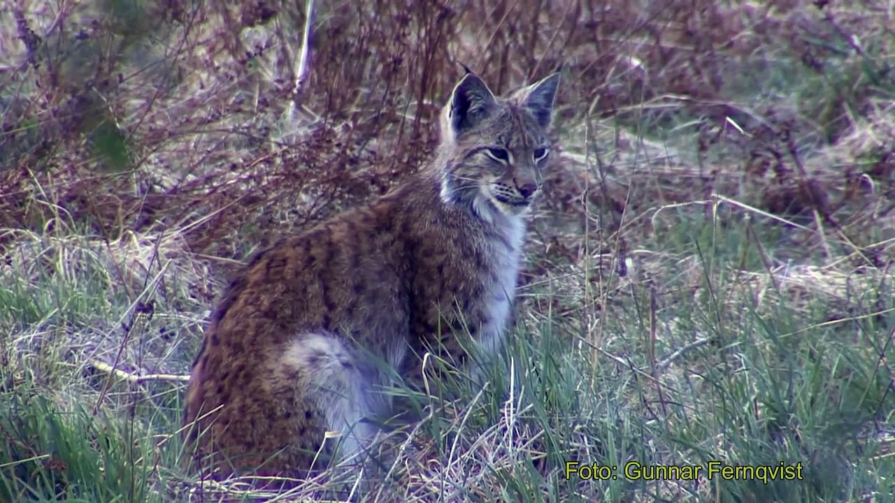 LODJUR  Lynx Lynx  (Eurasian lynx)  Klipp - 344  (Lång Version.)