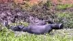 Baby Elephant Gets Stuck In Ditch; Desperate Mother Fails To Rescue Her So Villagers Help