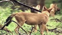 Indian Forest Wild Dogs Hunt & Eat Deer *Graphic*