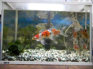 金魚の餌やり　Goldfish feeding time