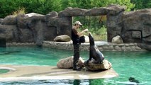 Zoo Opole - Trening uchatek kalifornijskich cz.1 / California sea lion training pt. 1