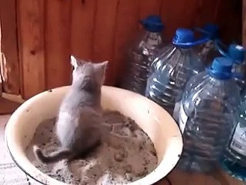 Un chat s'évanouit dans sa litière en faisant caca