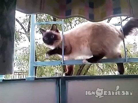 Cat does slalom (Кошачий слалом)