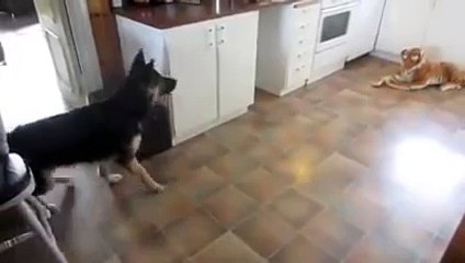 Esta es la reacción de un perro al ver un tigre de peluche