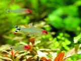 #3.水草水槽におすすめの熱帯魚のスライドショー(Aquascape - The tropical fish recommended for water plant tank)