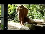 BEBE ELEPHANT ZOO ANVERS