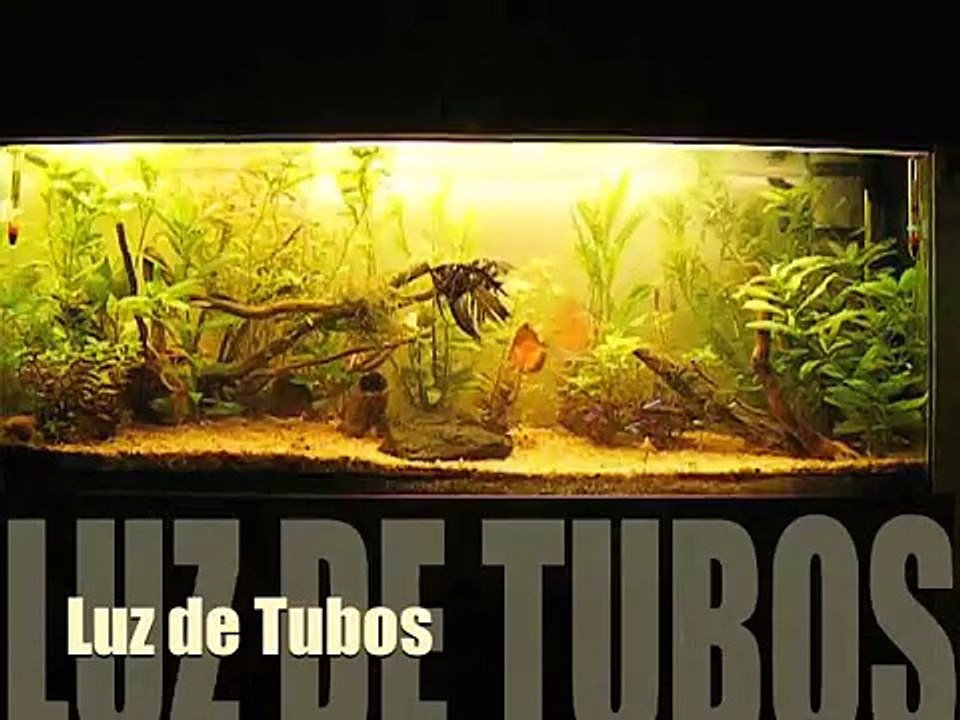 Luces de mi acuario!