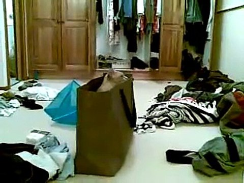 Funny Australian Mist Cat playing with a blue box