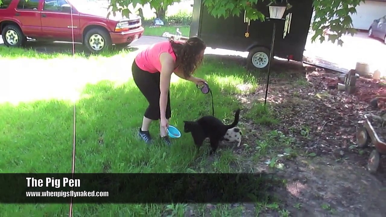 Harness & Leash Training