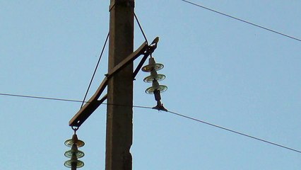 Serinus serinus singing to each other