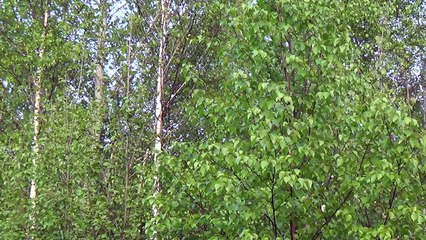 зяблики на ветке