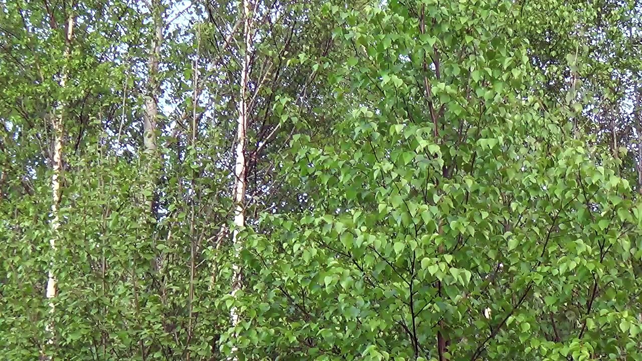 зяблики на ветке