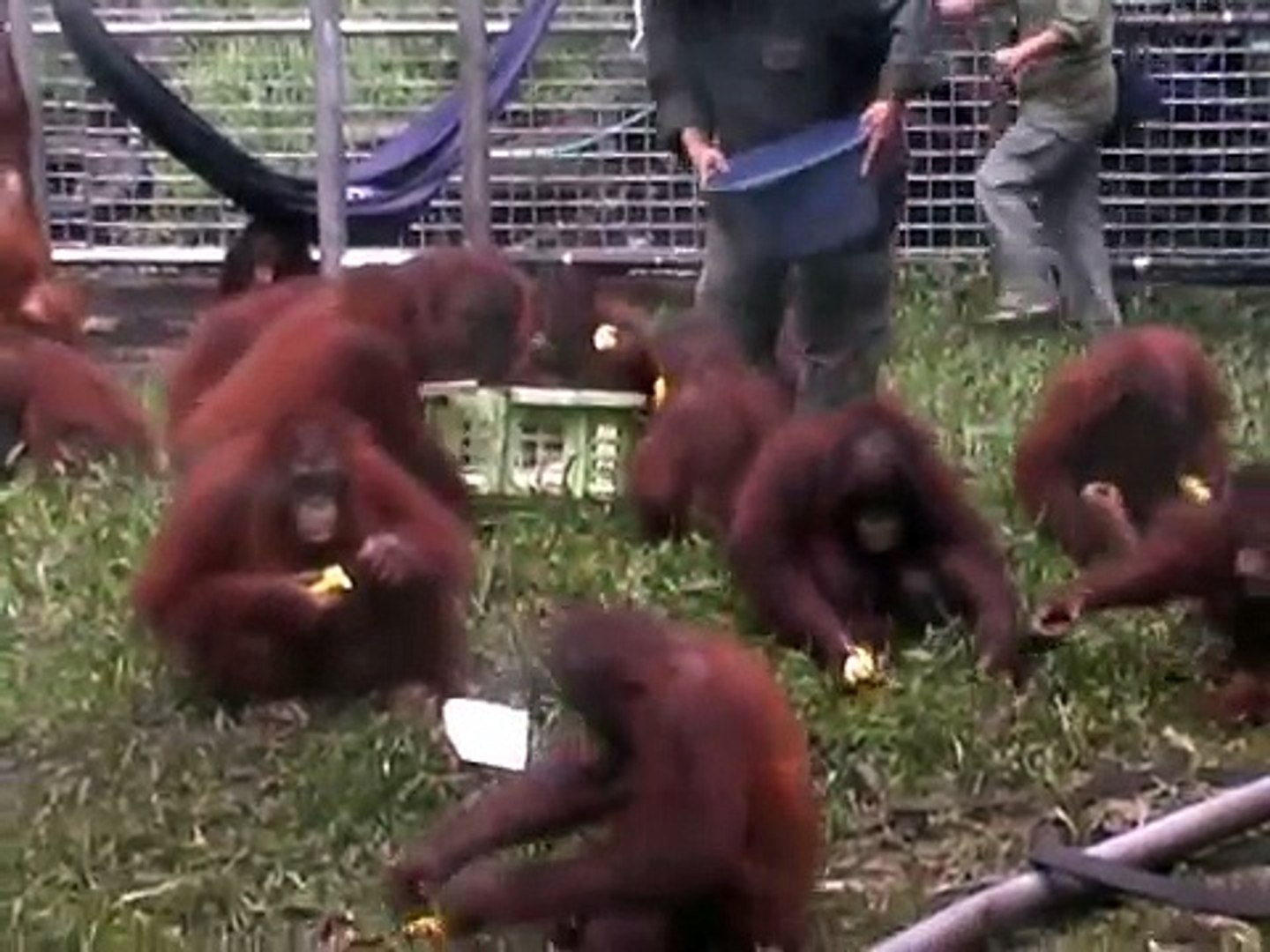 Orphan Orangutan Kindergarten - Baby Oranghutans