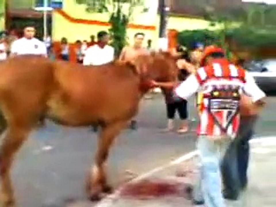 morte do cavalo