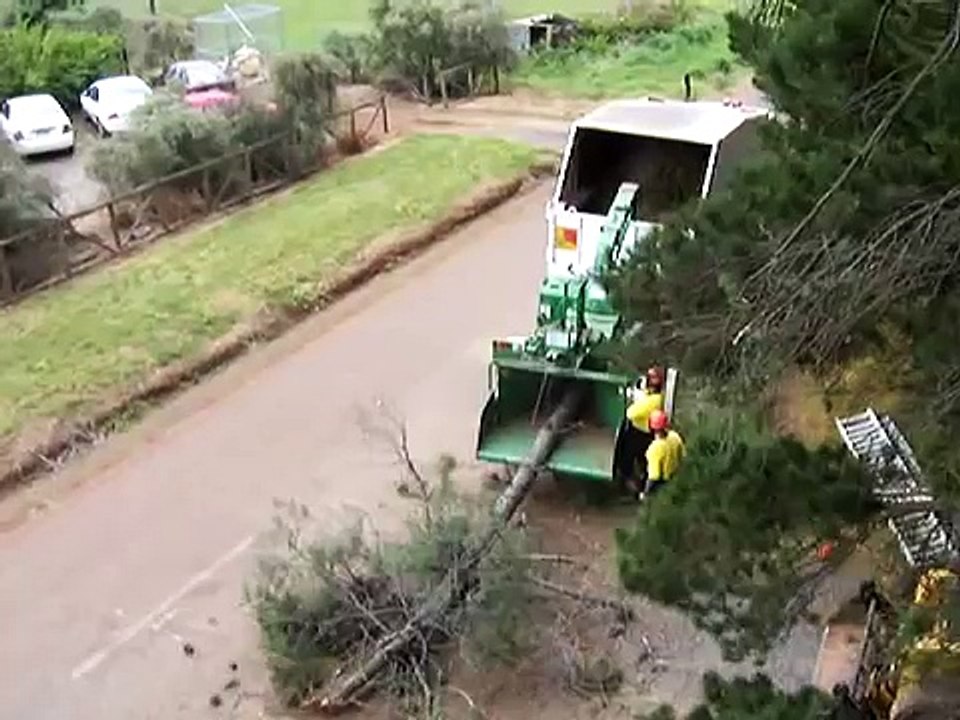 bandit wood chipper and big tree cutting with Arbor Ace Tree
