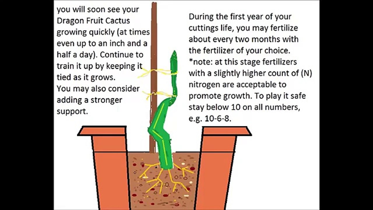 How to grow a Dragon Fruit tree 101 - video Dailymotion
