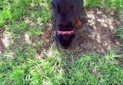 Rottweiler Puppy Playing