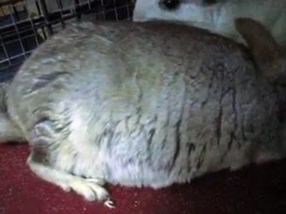 Chinchilla embarazada y movimientos de los bebés.