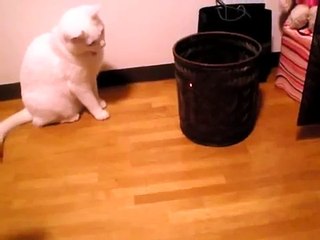 レーザーポインターを追いかける猫　２