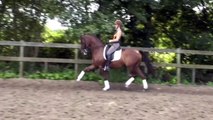 Sporthorse/ Dressage horse for sale: WesTrade's Winston