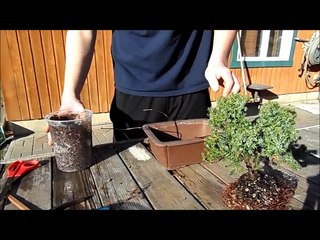How To Plant A Bonsai Tree (easy way)