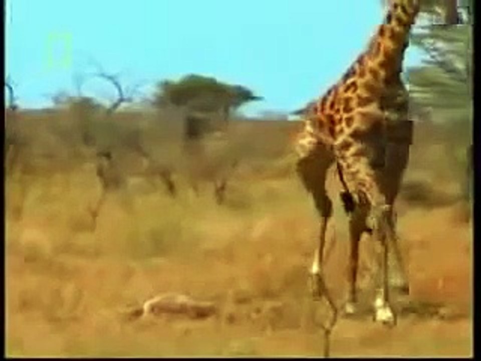 Giraffe vs Lion