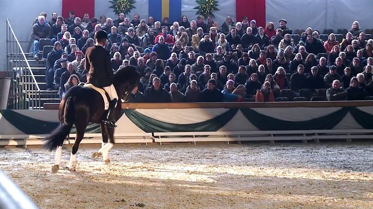 Feedback - Hengste 2014