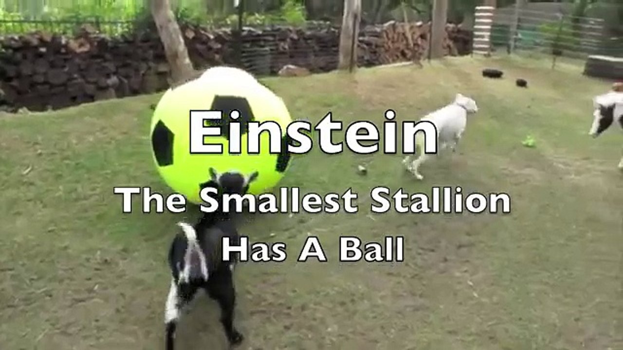 Einstein The Smallest