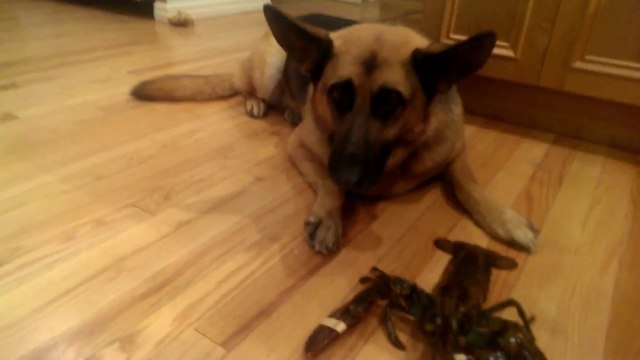 German Shepherd Protects Lobster : its new best friend