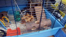 MY HAMSTERS *(Past Hamsters From 2012)*
