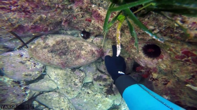 Chasse sous marine Tunisie - Poulpe 20-11-2014