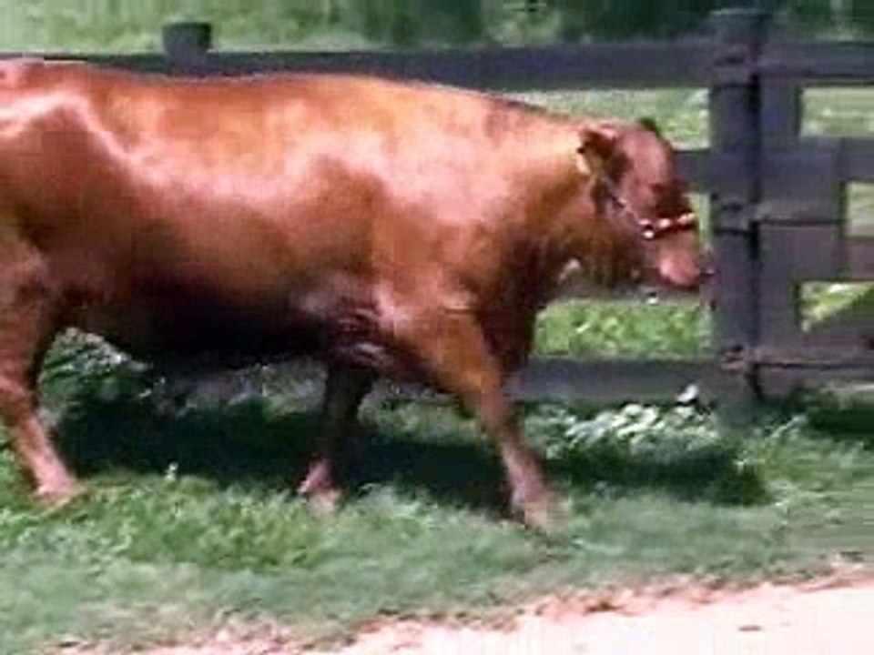 DOADORA 938 DA GRAMA
