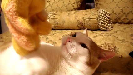 Cat vs. Duck - Flanigan playing, attacking, and falling asleep.