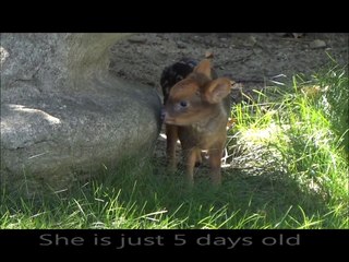 Bébé Pudu puda de 5 jours