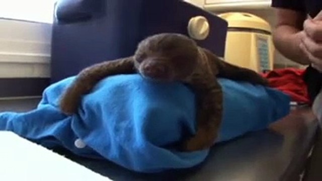 NACEN POR PRIMERA VEZ DOS MELLIZOS DE PEREZOSOS DE DOS DEDOS