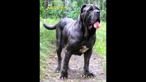 20 Strongest Breed Of Dogs in the World, 20 most beautiful dog in the world