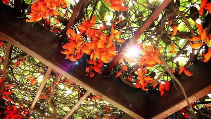 Mudas de Dona Euzébia