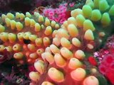 Scuba Diving Colors of Carmel-Scuba